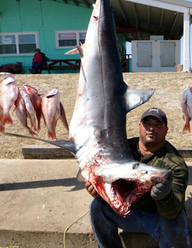 Shark Fishing Charters